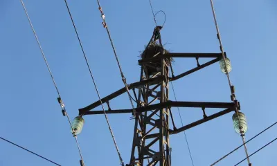 Журавль пострадал от удара током в Амурской области