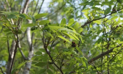 Феодосья Колосятница: «Колосится рожь - много грибов найдешь, а если знойный июнь - на колосовики плюнь»