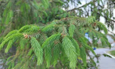 Два циклона принесут дожди и похолодание в Амурскую область 