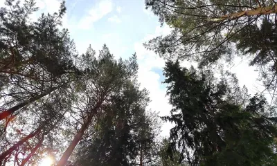 В Хабаровском крае спасатели ищут в лесу мужчину с дочерью 