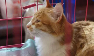 Ветеринарный врач из Перми в зоне СВО оперирует пострадавших животных 