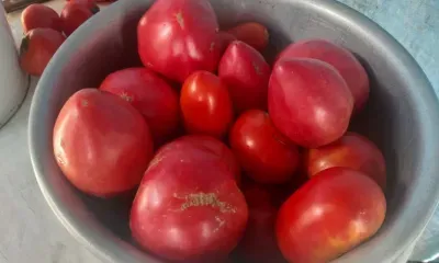 Соленья из овощей, выращенных школьниками, заготавливают в Благовещенском округе