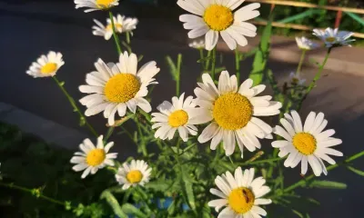 Воздух в Амурской области прогреется до +28 градусов