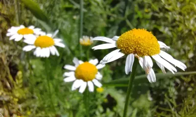 Днем в Амурской области 7 августа преимущественно без осадков