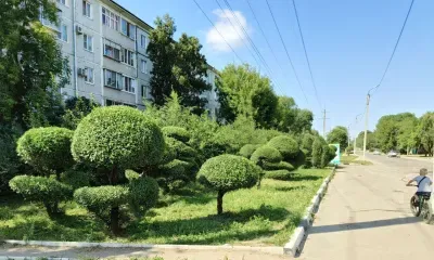 Кроны деревьев в фигуры превращает пенсионер из Благовещенска