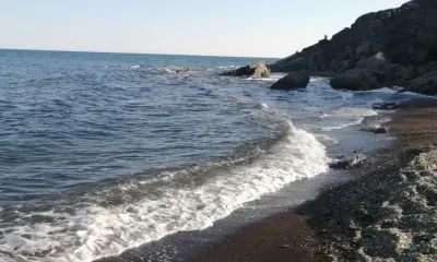 Карту погибших морских животных создали на Сахалине 