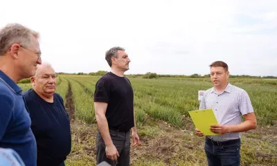 Лук экспериментально выращивают на полях Константиновского района