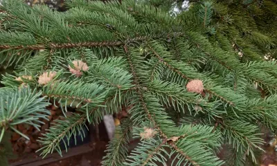 Днем в Амурской области 25 августа по южным и восточным районам местами небольшой дождь