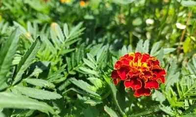 Первые морозы ударили в августе по северу Амурской области