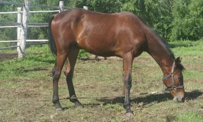 Флор и Лавр, Лошадиный праздник отмечается 31 августа