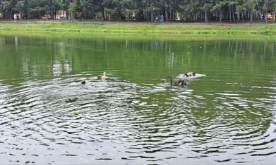 Умер один из черных лебедей, выпущенных на пруд в селе Ивановка
