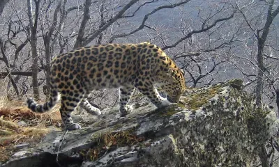 Леопард-"крестница" Памелы Андерсон стала бабушкой