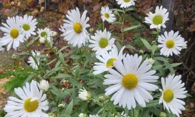 Днем в Амурской области 13 сентября местами по востоку кратковременный дождь