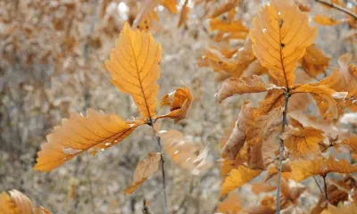 Морозную ночь и теплые выходные обещают амурчанам синоптики 