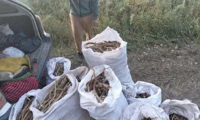 "Охотников" за редкими растениями задержали в Благовещенском округе