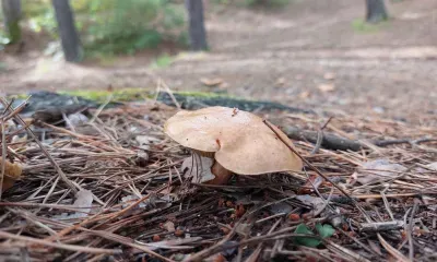 Днем в Амурской области 23 сентября малооблачно, без осадков