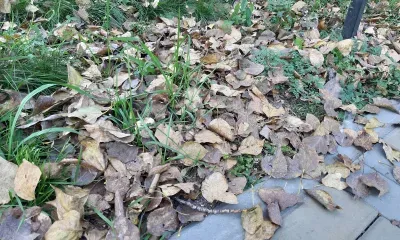 Днем в Амурской области 27 сентября кратковременные дожди, местами сильные с грозой