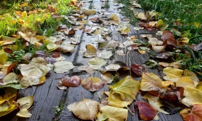 В Амурской области без существенных осадков 1 октября