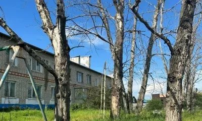Деревья, угрожающие жизни людей будут ликвидированы в Благовещенском округе 