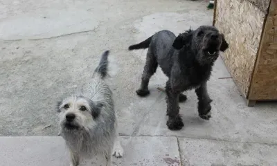 Соцсети: собака укусила педагога и детей в школе Тынды