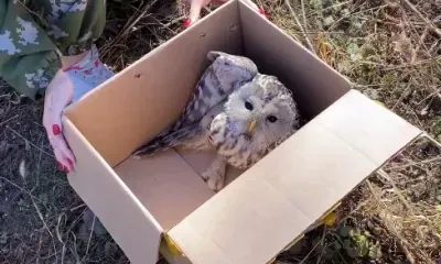 В Благовещенске спасли сову, загнанную стаей сорок