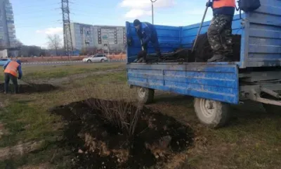 Саженцы маньчжурского ореха и рябинника высадили в Благовещенске 