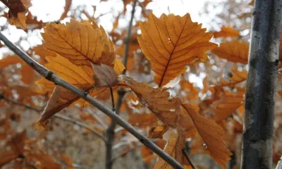 Небольшой снег пройдет местами на севере Амурской области