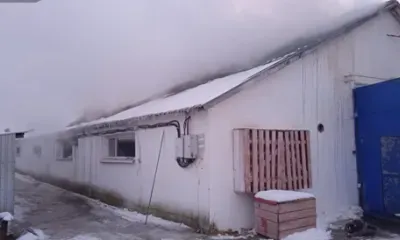 Ферма со 100 телятами загорелась в Амурской области