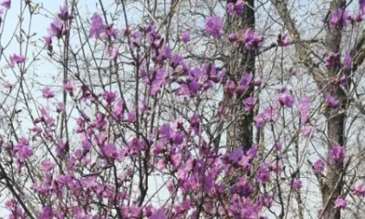 Рододендрон Шлиппенбаха из Красной книги впервые повторно зацвел в Приморье