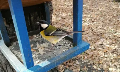 Синичкин день отмечают в России по инициативе Союза охраны птиц