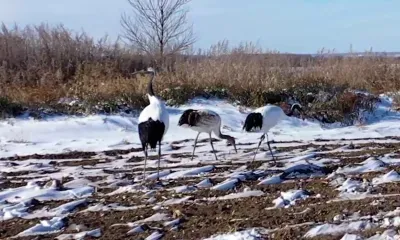 Семья японских журавлей впервые улетела на зимовку из Амурской области