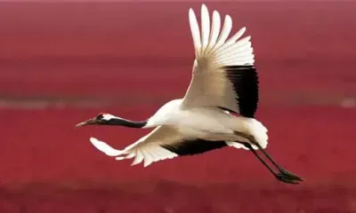 Снежинка из Амурской области с семьей перезимует в Китае на алых лугах