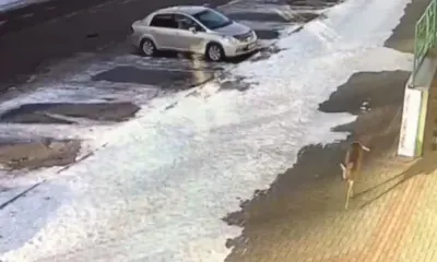 Спасти неуловимую косулю могут жители Благовещенска за 20 литров бензина