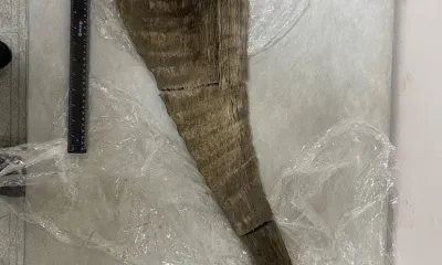 Рог вымершего носорога пыталась вывезти из Амурской области иностранка 