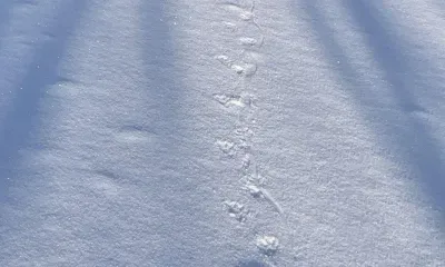 Следы ондатры в конце ноября удивили специалистов в Амурской области