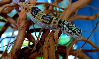 Живой дракон: спрос на «новогодних» рептилий растет в Амурской области