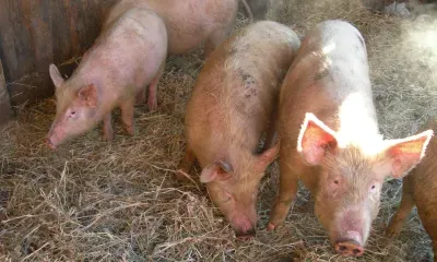 Поголовье свиней и птицы сократилось в Амурской области