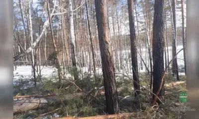 Начальник лесхоза в Амурской области попал под следствие за незаконную рубку