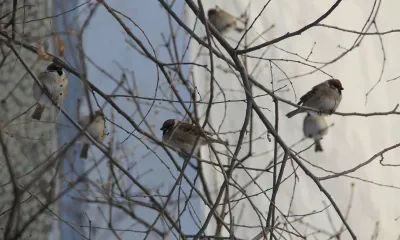 Днем в Амурской области 2 декабря местами по северу слабый снег