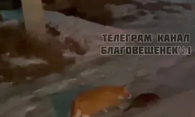 Дружбы не вышло: рыжий кот и ондатра прогулялись в Амурской области