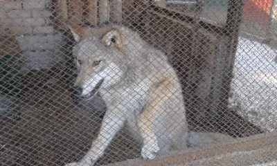 Егорий Зимний, Юрий Холодный: «Вот тебе, бабушка, и Юрьев день!»