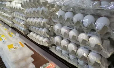 Цена на куриные яйца снова выросла в Амурской области 