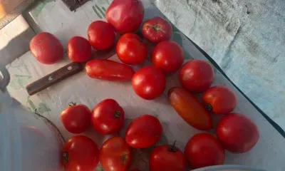 Больше томатов и перцев стали завозить из Китая в Амурскую область