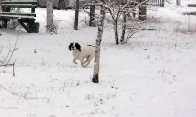 Днем в Амурской области 14 декабря на востоке небольшая облачность, преимущественно без осадков
