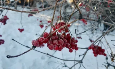 Днем в Амурской области 21 декабря переменная облачность, без существенных осадков