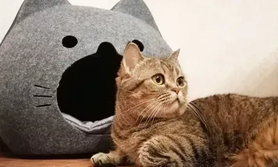 Стерилизовать питомца со скидкой могут жители Приамурья 