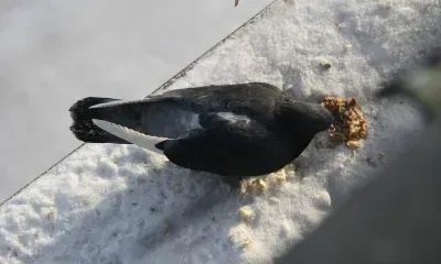 Днем в Амурской области 22 декабря переменная облачность, без существенных осадков
