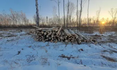 Лесорубов застали за незаконной заготовкой древесины в Амурской области