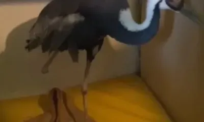 Протез установят даурскому журавлю, пострадавшему в Тамбовском округе