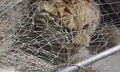 Рыси-подростки дважды за неделю посетили Шимановск